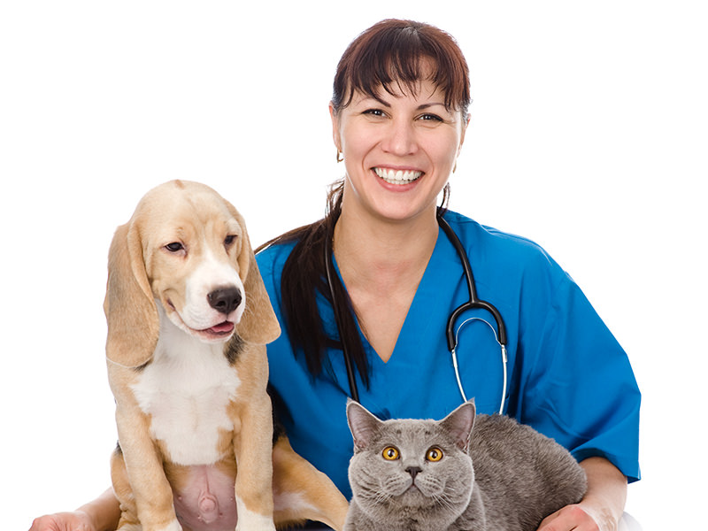 Female Vet with Dog and Cat 1